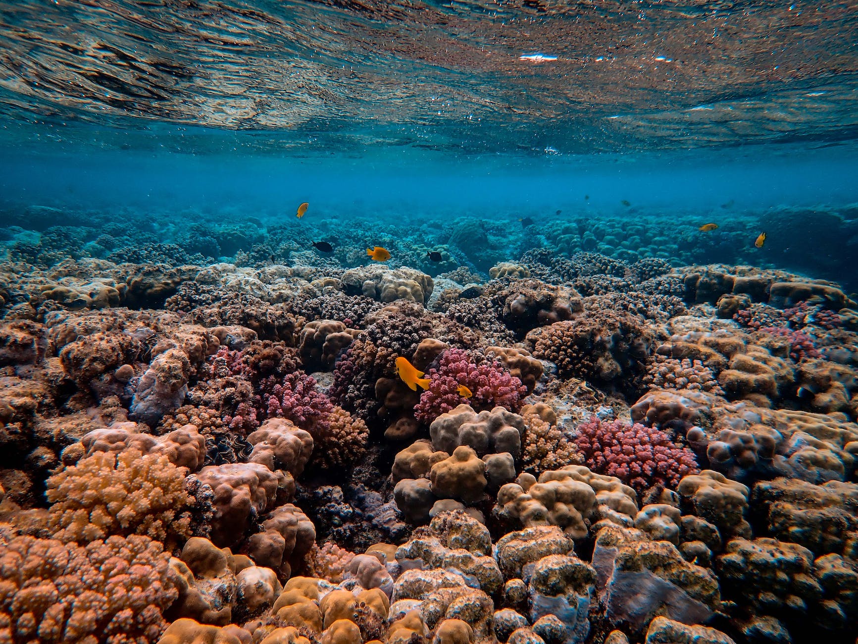 Upcoming seminar: Modeling Coral Reef Restoration to Reduce Coastal Hazards from Scales of Kilometers to Centimeters