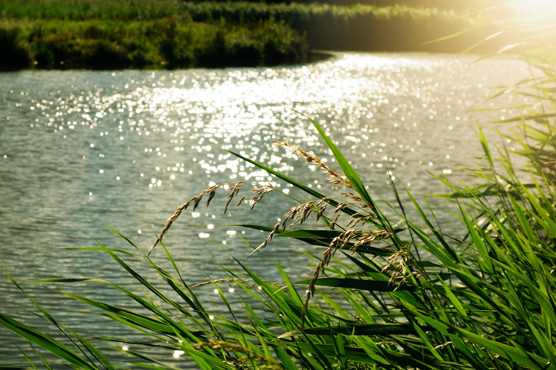 The American Society of Civil Engineers endorses the use of nature-based solutions as crucial tool in combatting climate change in new policy statement