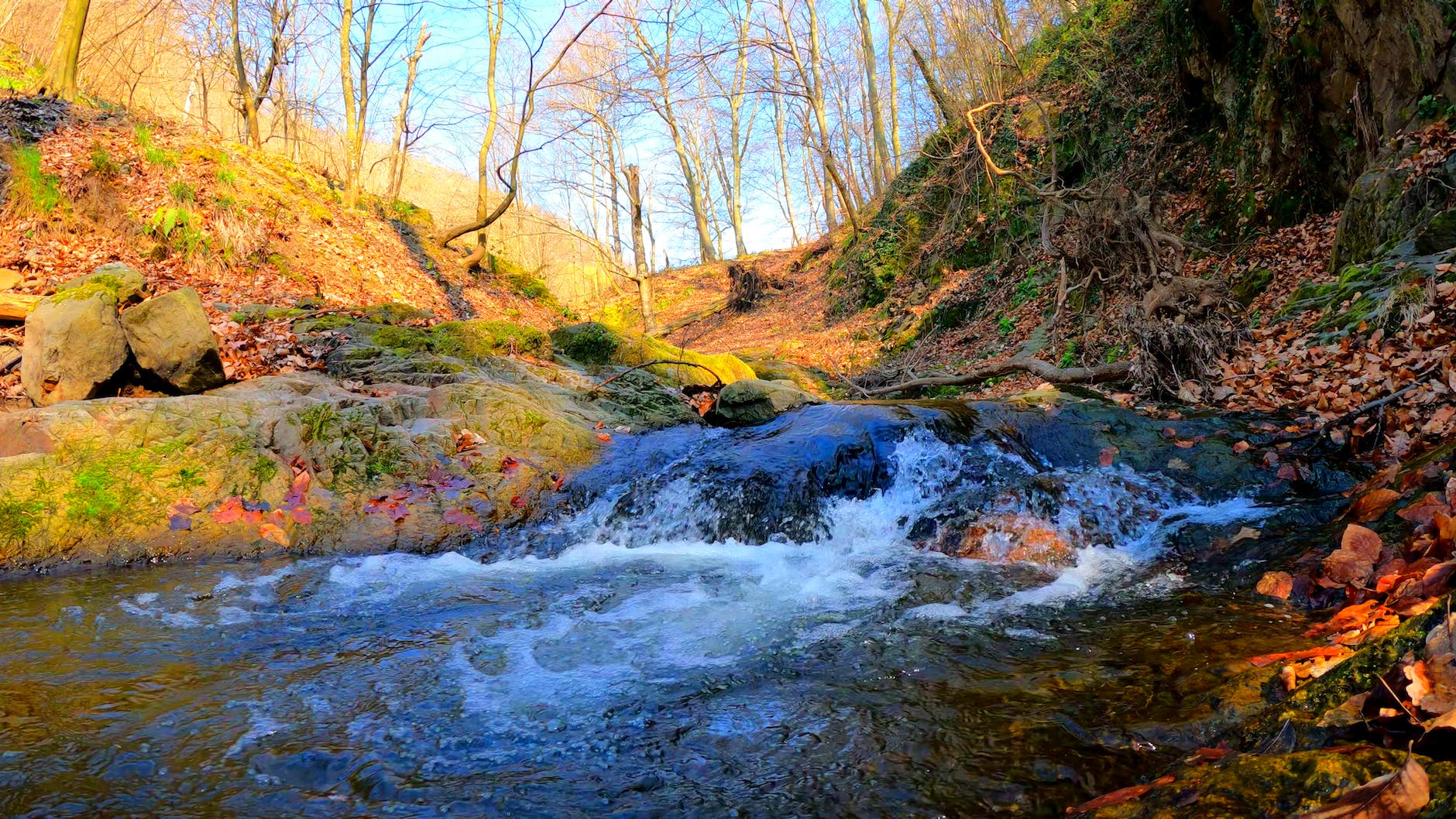 a stream in a forest