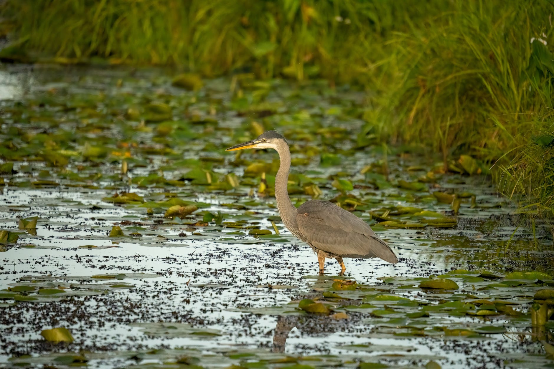 Join us for the Nature Based Solutions WEDA Short Course!