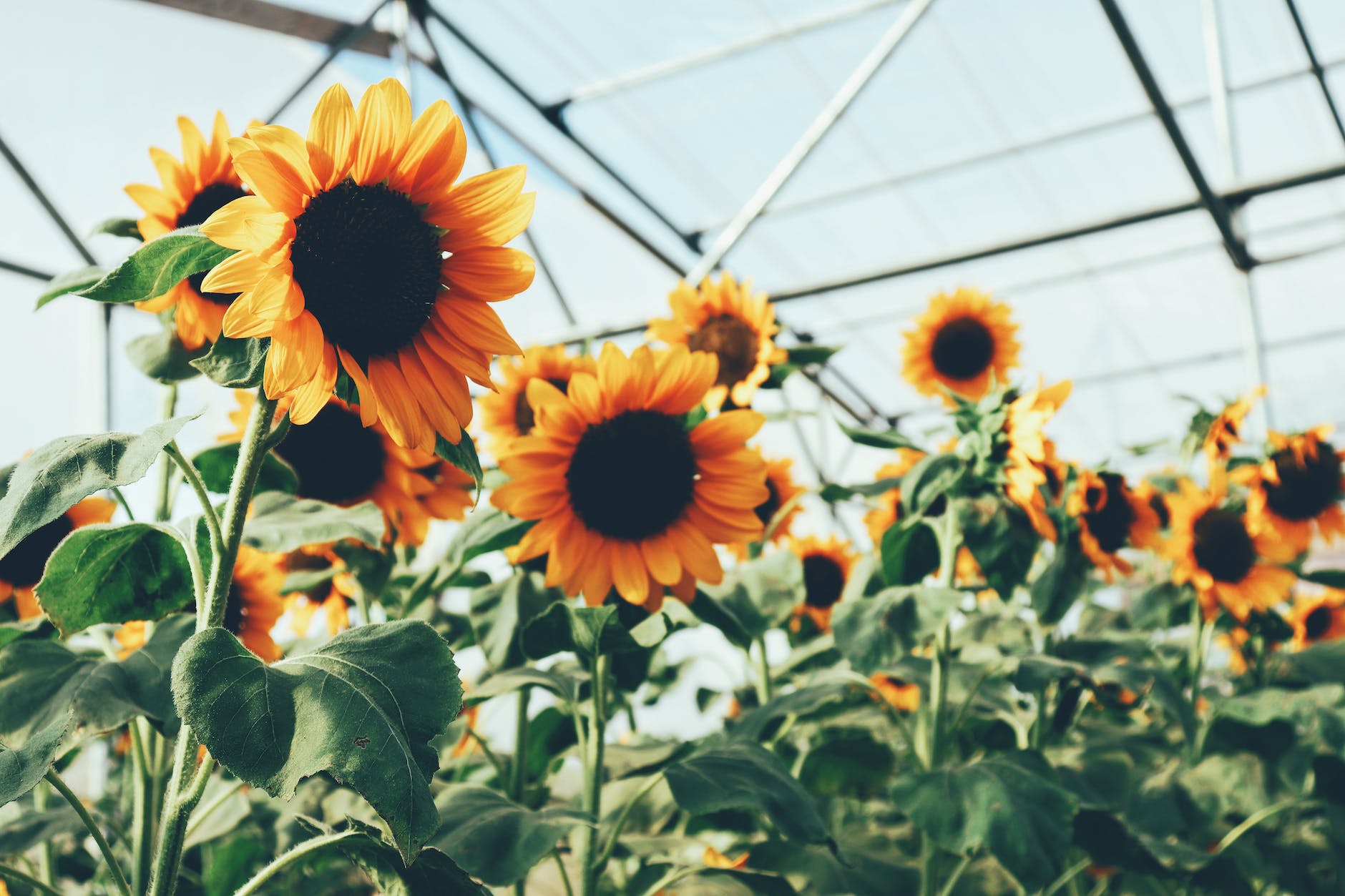 photo of sunflower field