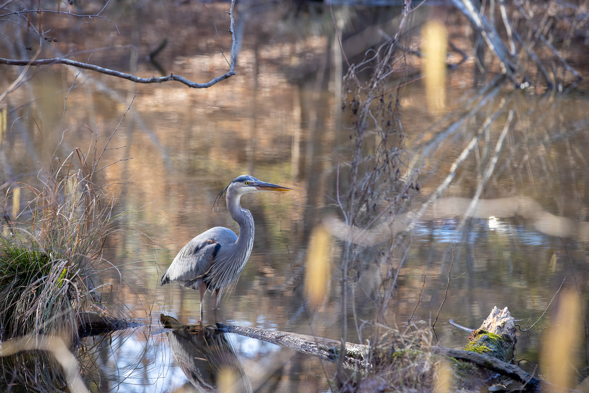 Biohabitats Named N-EWN Partner