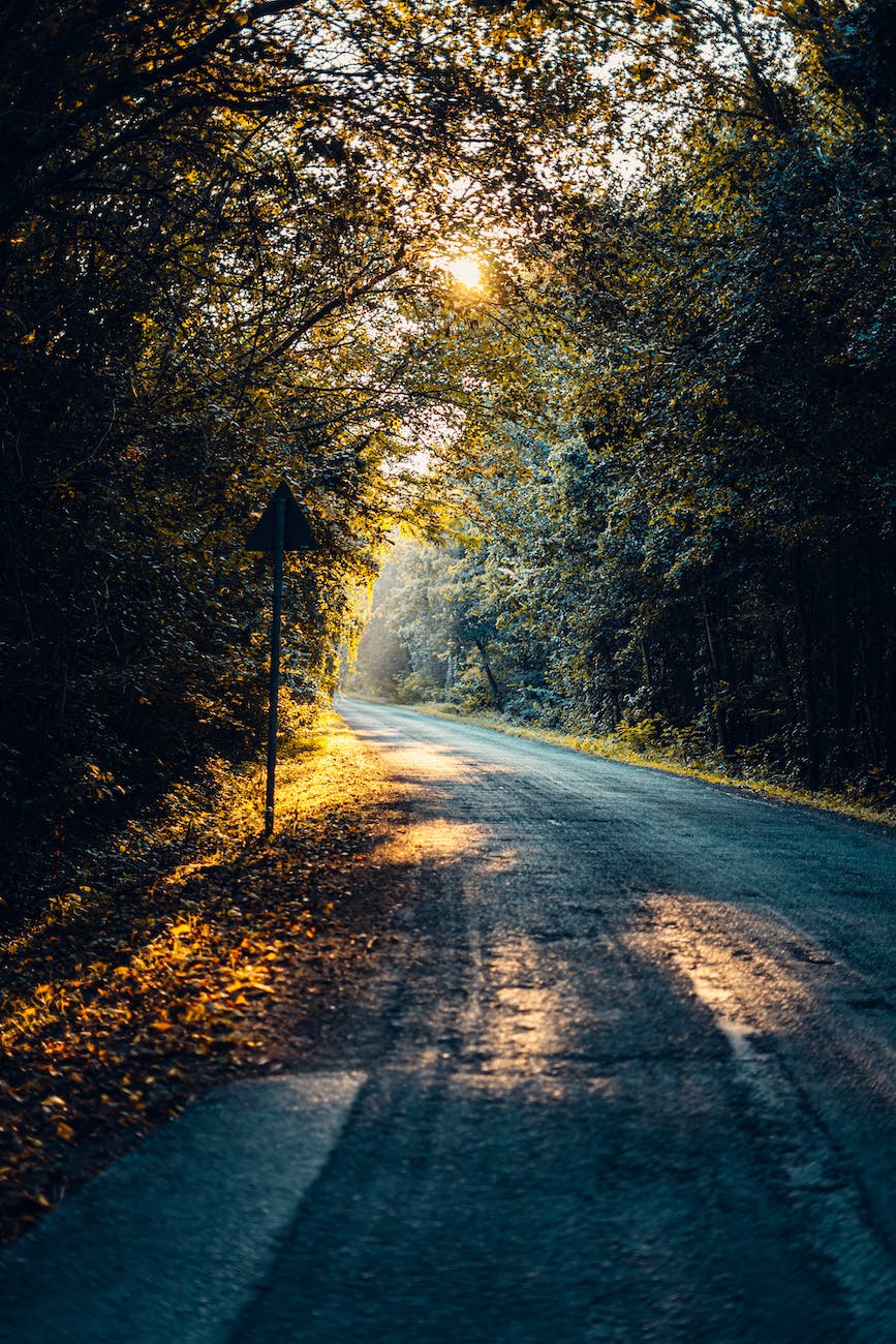 empty road in forest at sunset