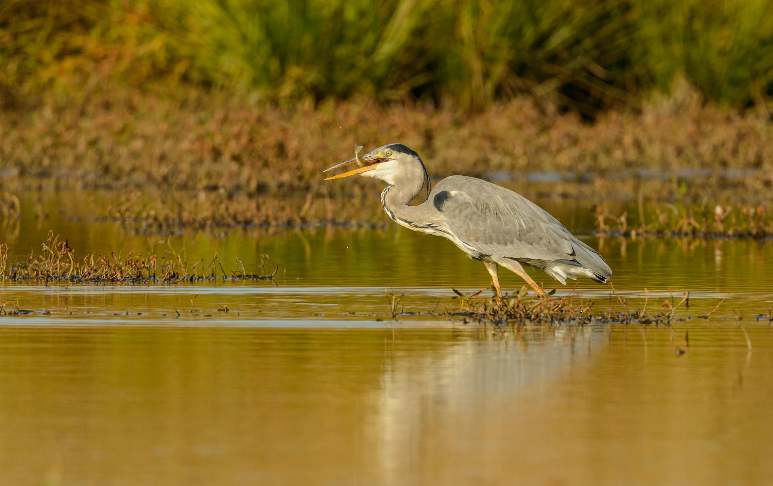 Identifying Pathways to Match Dredged Material with Drowning Marshes