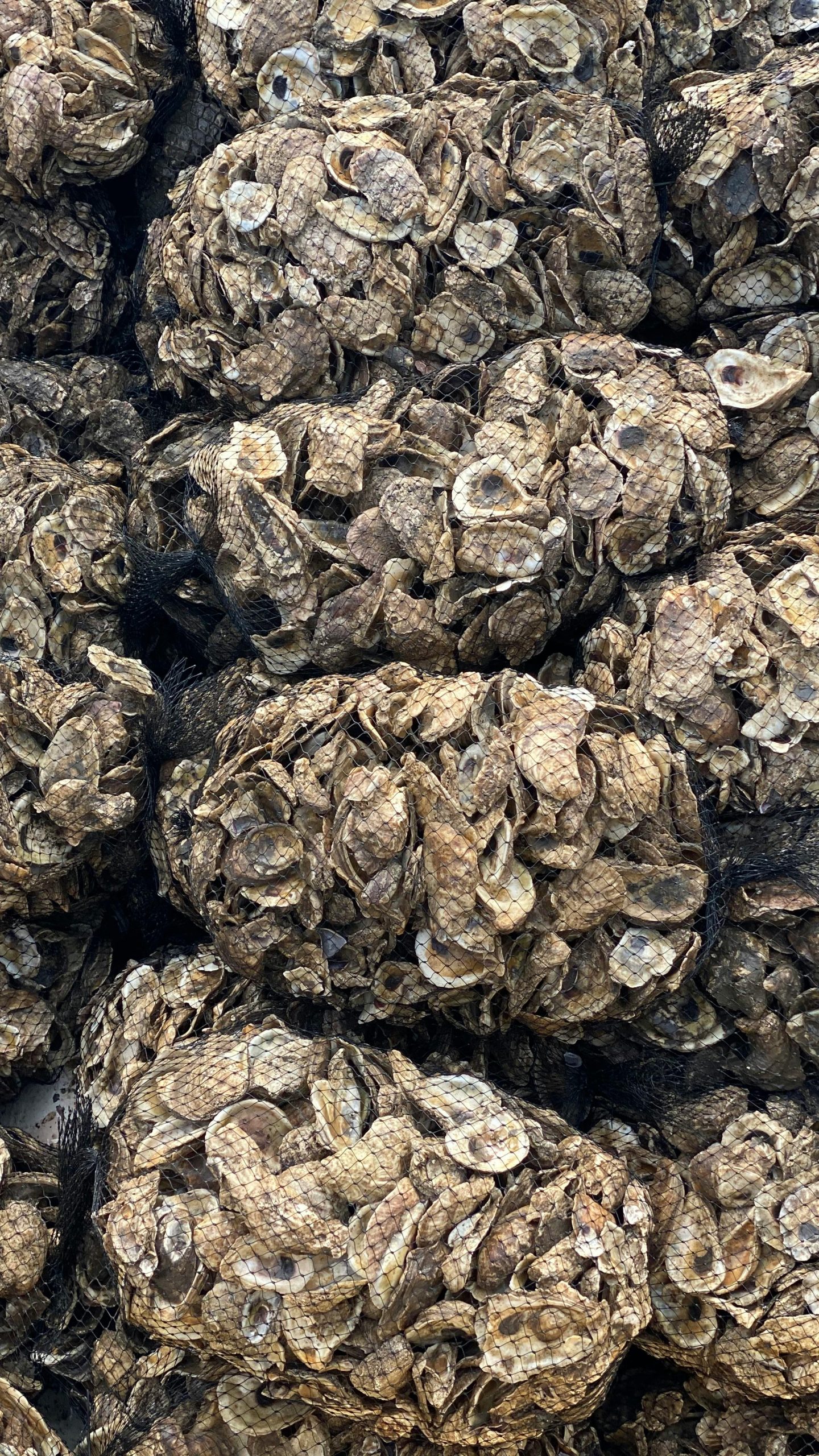 Bustling Bivalves: Dynamic Solutions and Oyster Population Modeling
