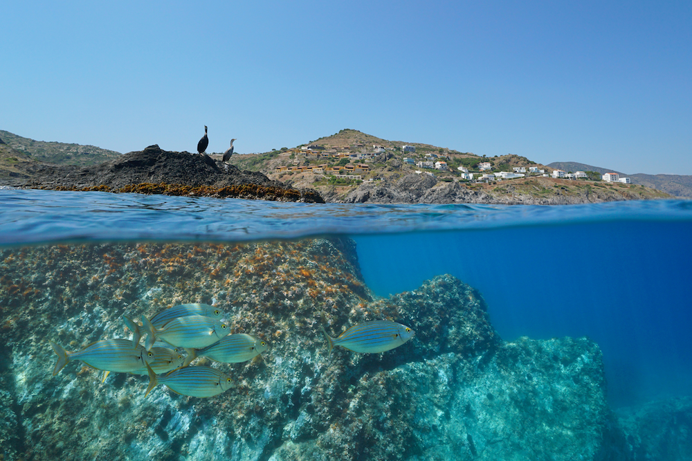 Nature at Work: Ecosystem Engineers (Part 2): Aquatic Architects