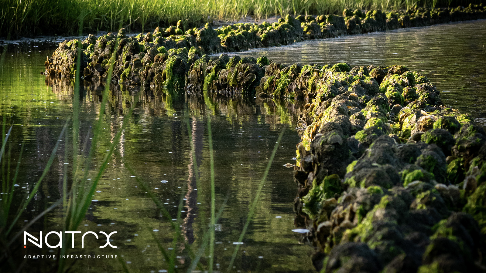 ExoForms™: Coastal Resilience That Builds Over Time