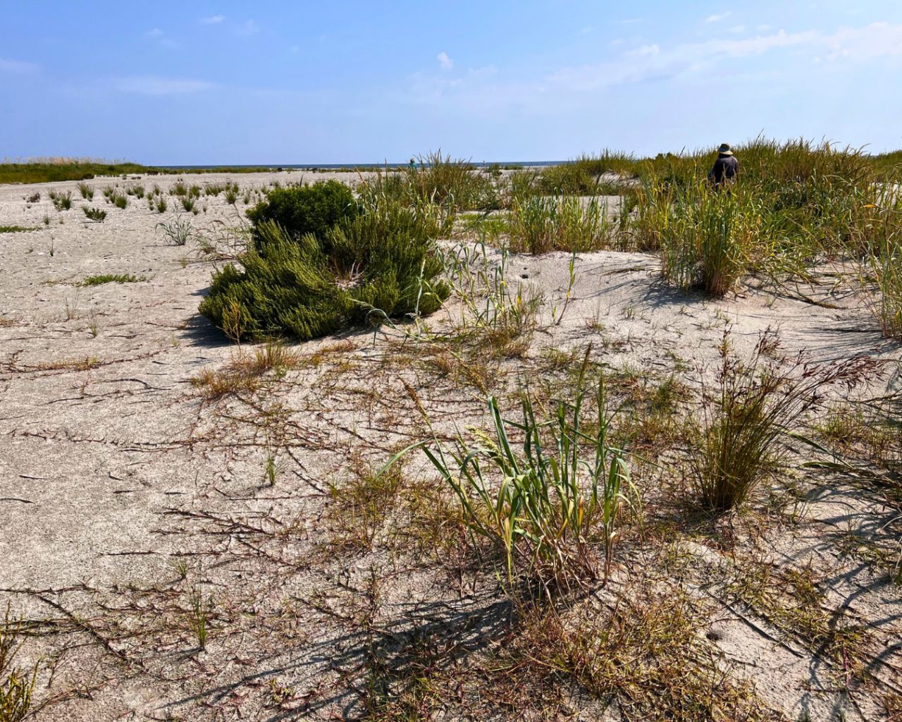 SWCA Environmental Consultants on Clean Beaches