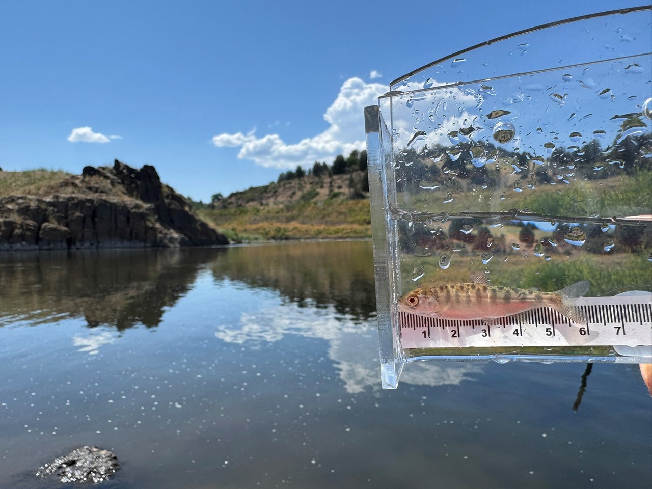 Restoring the Klamath River: A Historic Milestone